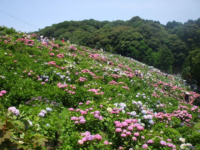 090617あじさいの里 025.jpg