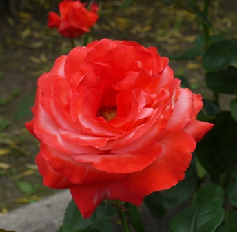 a植物園 022讃歌.jpg