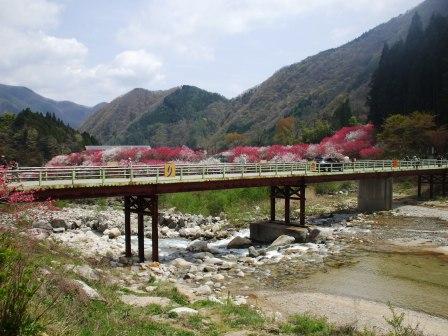 09042421花桃上り橋 017.jpg