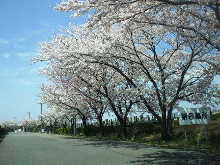 090408潮見坂公園桜 0１.jpg