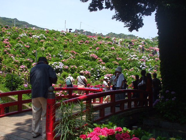 090617あじさいの里 026.jpg