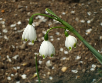 ａスノー 010.jpg