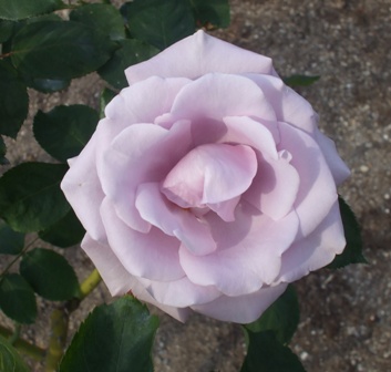 青庭7 スターリングシルバ-.jpg