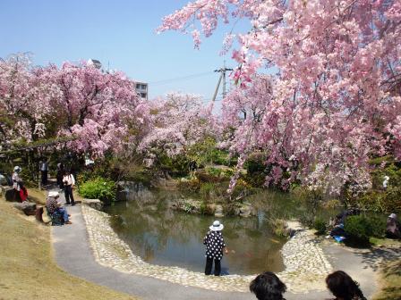 090410東谷山桜 03.jpg