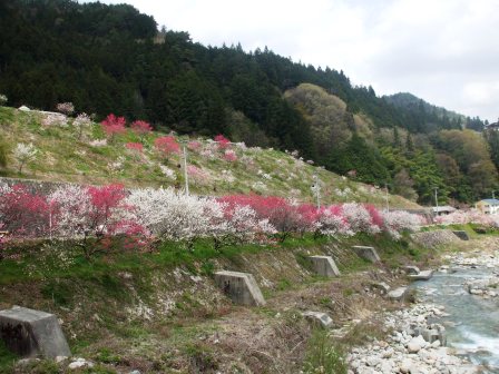 09042422花桃橋左下 018.jpg