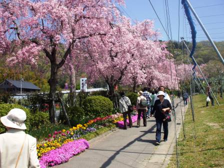 090410東谷山桜 04.jpg