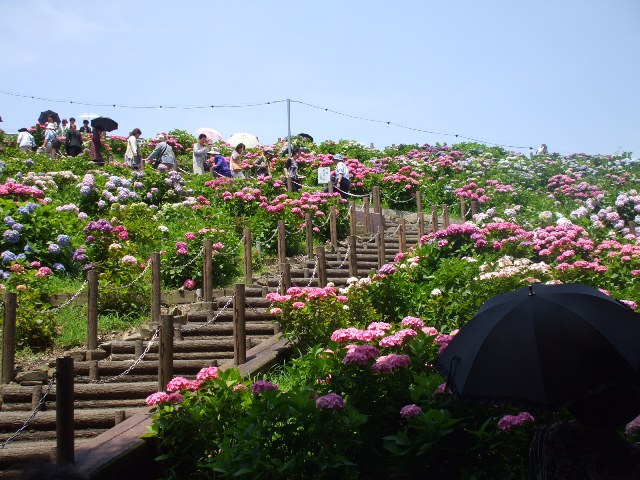 090617あじさいの里 027.jpg