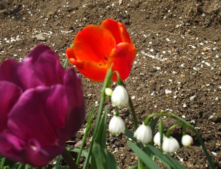 ａスノーチュリップ 011.jpg