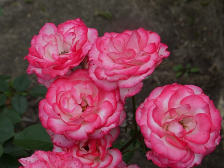 a植物園 024ブライダルピンク.jpg