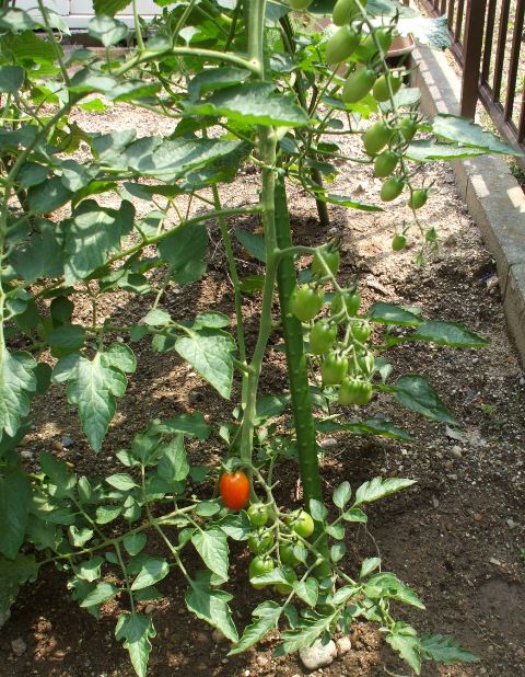 090626庭木2トマト.jpg