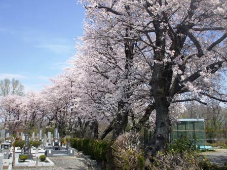 090408潮見坂公園桜 02.jpg