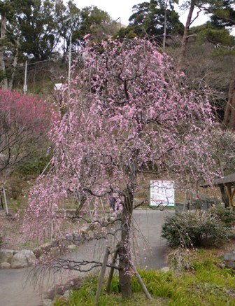 4梅園3枝垂れ.jpg