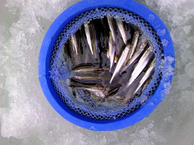 120126 わかさぎ釣果