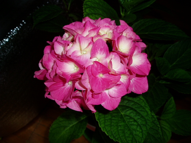 P7070100.jpg