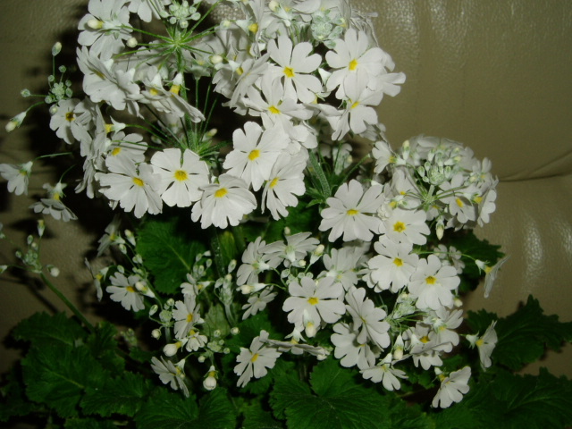 P1150153.jpg