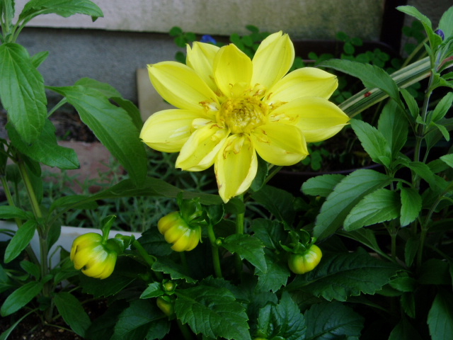P5010006.jpg