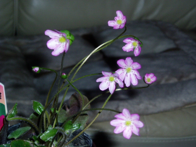 P2270127.jpg