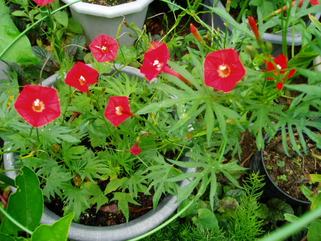 P7050079.jpg