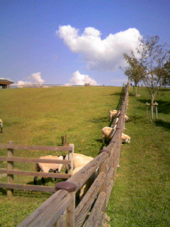 ２０１１０９２８　羊たち　３.JPG