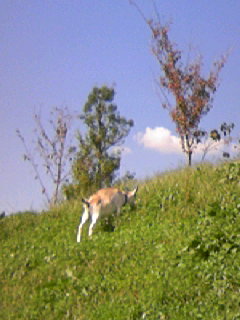 ２０１１０９２８　ヤギ.JPG