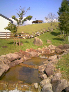 ２０１１０９２８　羊たち　１.JPG