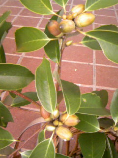 111108_1035~03 (1).JPG