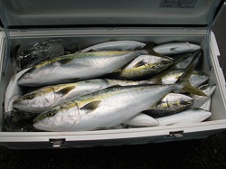 29日釣果.jpg