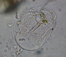 260px-Thecamoeba_striata001.jpg