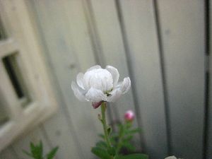 花かんざし