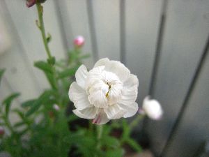 花かんざし