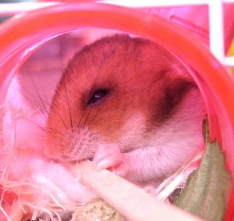 ハム