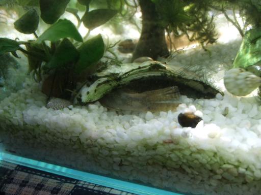 カジカっちマイホーム奪取