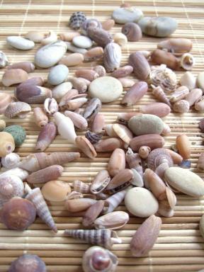 ○貝殻と小石