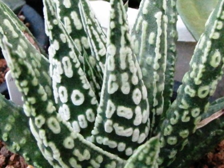 2009_0908_091127-IMG_1151 - コピー.JPG