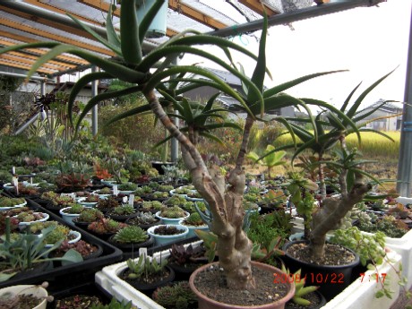 ヤシアロエ鉢植