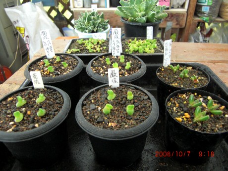 フォーカリアの植替え2