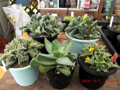 フォーカリア属5