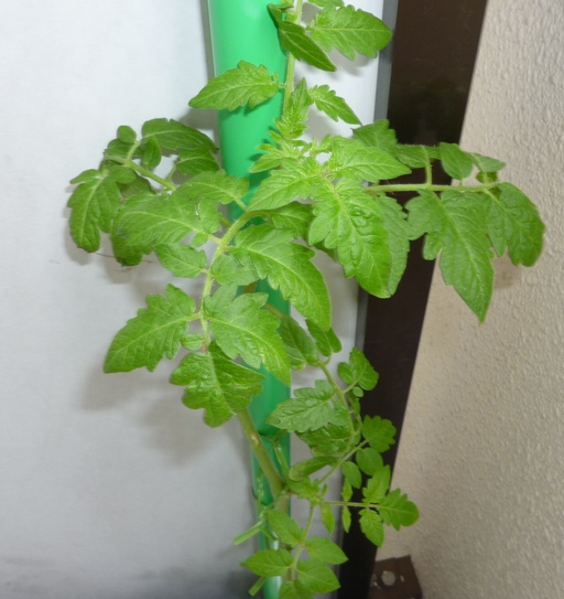 20100528トマト2.jpg