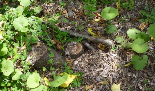 20100718キノコ跡.jpg