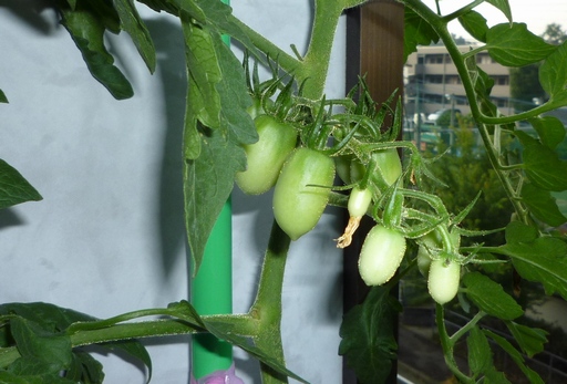 20100723トマト実2.jpg