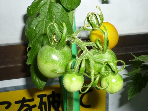 20100723トマト実3.jpg