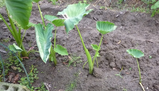 20100919サトイモ2.jpg