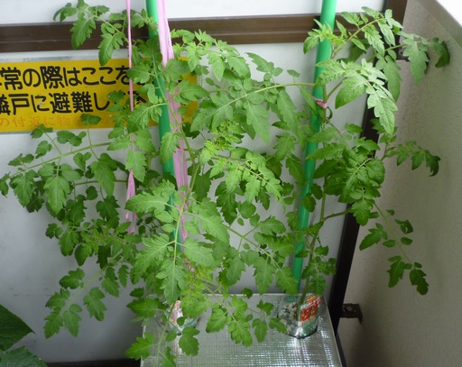 20100615トマト1.jpg