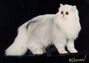 ペルシャ猫 シェーデット ペット関連商品 ペットランキング 動物図鑑 楽天ブログ