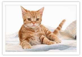 猫カフェってどんなところ？.jpg
