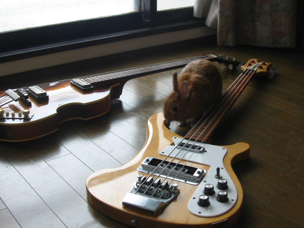 コレクション