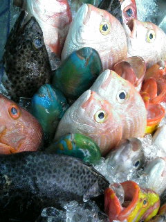魚