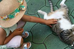 猫