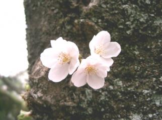 桜フォト【その４】