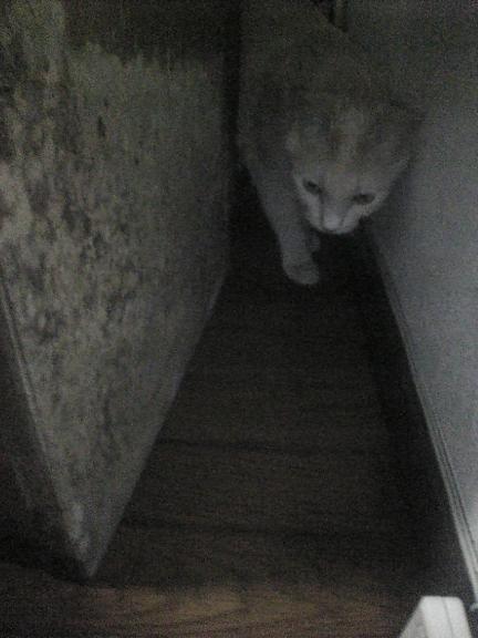 食器棚の側面が･･･